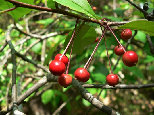 {Ilex longipes}